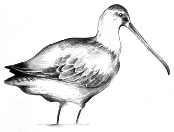 bird